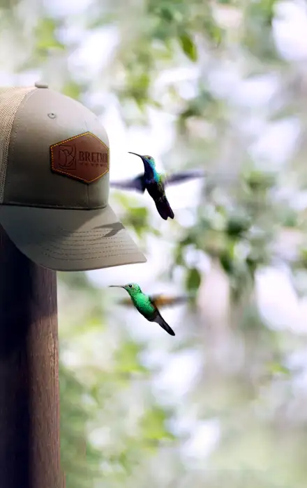 Background image of a cap with a leather patch on a post with hummingbirds hovering around it