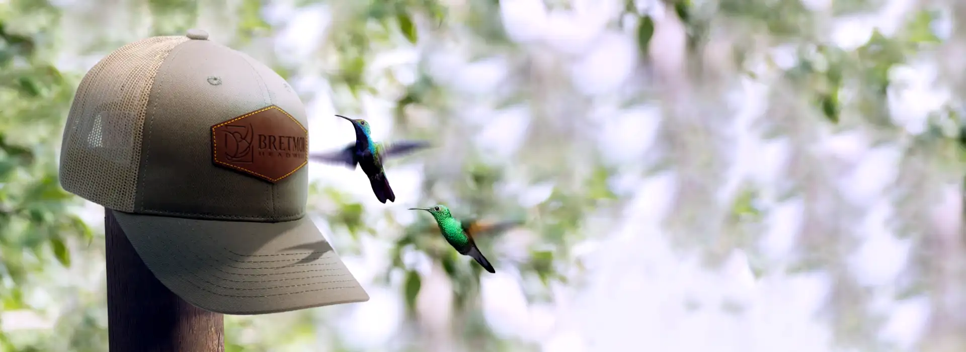Background image of a cap with a leather patch on a post with hummingbirds hovering around it